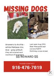 Lost Male Dog last seen McKinley, Corona, CA 92879