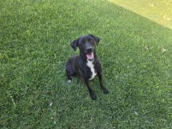 Lost Female Dog last seen Possibly seen by Johns Incredible Pizza on Rosedale, Bakersfield, CA 93308