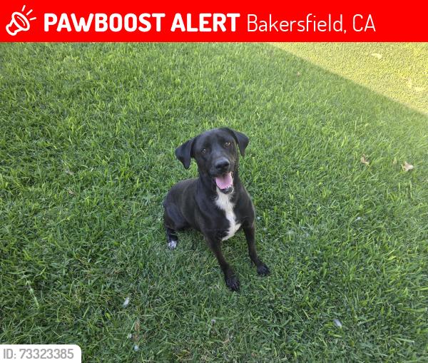 Lost Female Dog last seen Possibly seen by Johns Incredible Pizza on Rosedale, Bakersfield, CA 93308