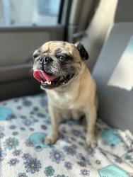 Found/Stray Female Dog last seen Cajon blvd, Lytle Creek, CA 92358