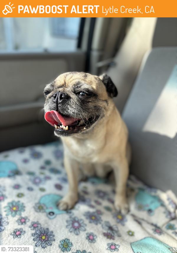 Found/Stray Female Dog last seen Cajon blvd, Lytle Creek, CA 92358
