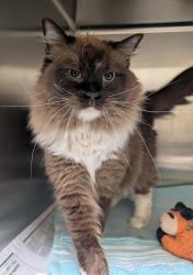 Shelter Stray Female Cat last seen Apartments at Travertine Ave, VIRGINIA BEACH, VA, 23462, 341 S Birdneck Rd, Virginia Beach, VA 23451, USA