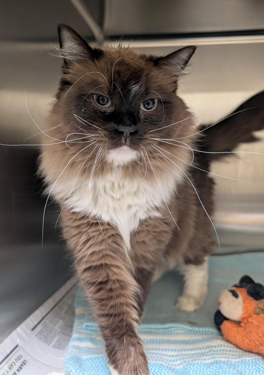 Shelter Stray Female Cat last seen Apartments at Travertine Ave, VIRGINIA BEACH, VA, 23462, 341 S Birdneck Rd, Virginia Beach, VA 23451, USA