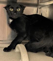 Shelter Stray Female Cat last seen Near Maple Street, VIRGINIA BEACH, VA, 341 S Birdneck Rd, Virginia Beach, VA 23451, USA