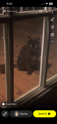 Found/Stray Unknown Cat last seen Beatty Road, Monkton MD, Monkton, MD 21111