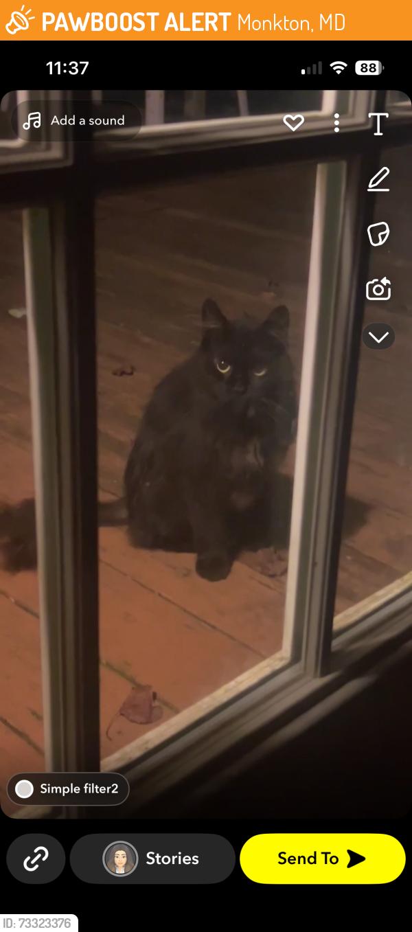 Found/Stray Unknown Cat last seen Beatty Road, Monkton MD, Monkton, MD 21111