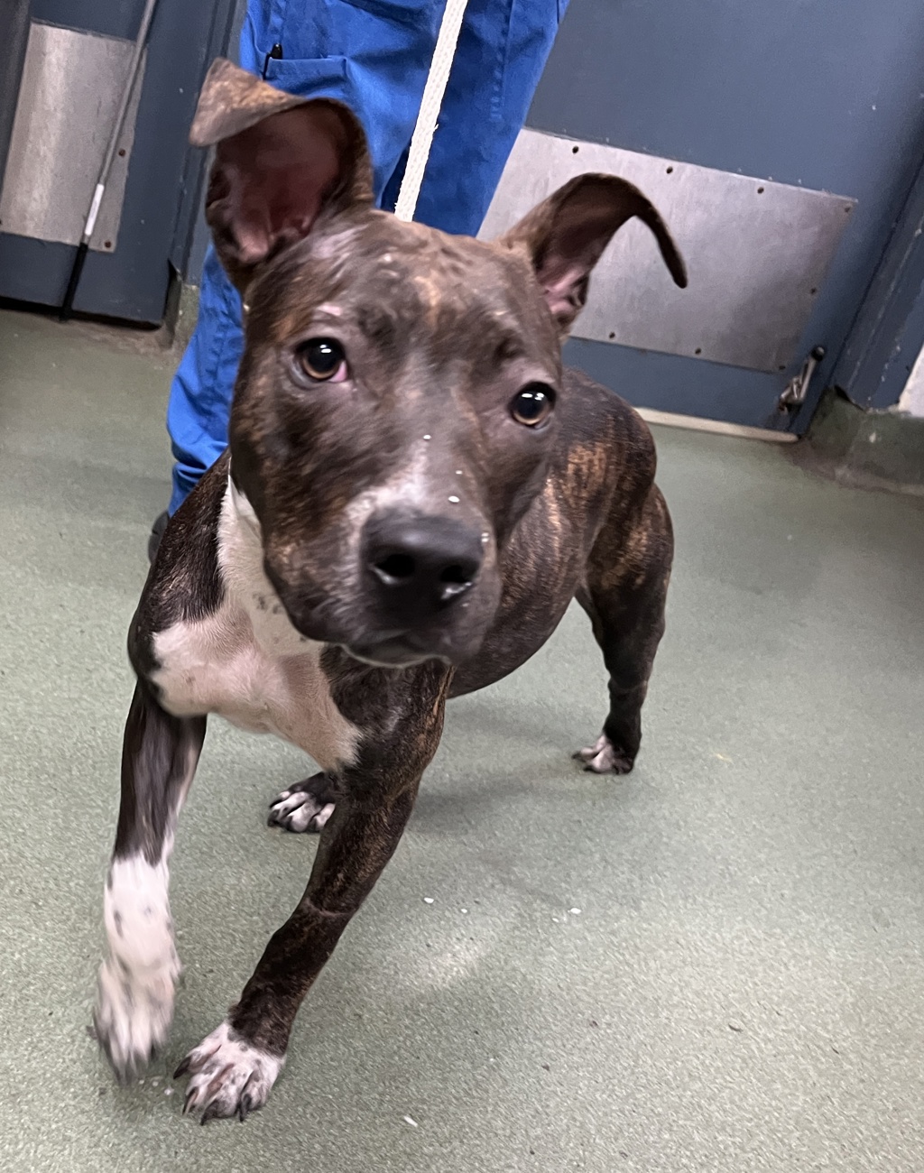 Shelter Stray Female Dog last seen W 34th Street, NEW YORK, NY, 10001, 326 E 110th St, New York, NY 10029, USA