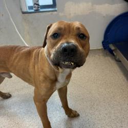 Shelter Stray Male Dog last seen Near Fountain ave Brooklyn, BROOKLYN, NY, 11239, 326 E 110th St, New York, NY 10029, USA