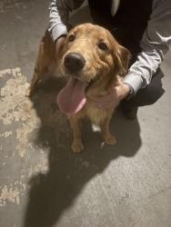 Reunited Female Dog last seen Hillary Dr, Mansfield, TX 76063