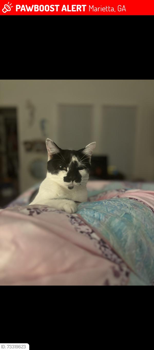 Lost Male Cat last seen Birney St, Marietta, GA 30060