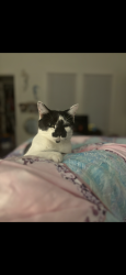 Lost Male Cat last seen Birney St, Marietta, GA 30060