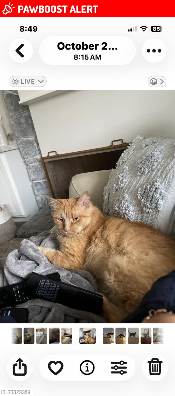 Lost Male Cat last seen Trudy lane, Huntington Beach, CA 92647