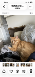 Lost Male Cat last seen Trudy lane, Huntington Beach, CA 92647
