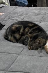 Reunited Male Cat last seen Belmont lake state park, North Babylon, NY 11703