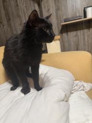 Found/Stray Male Cat last seen Shelbyville rd and old Harrods creek road, Louisville, KY 40223