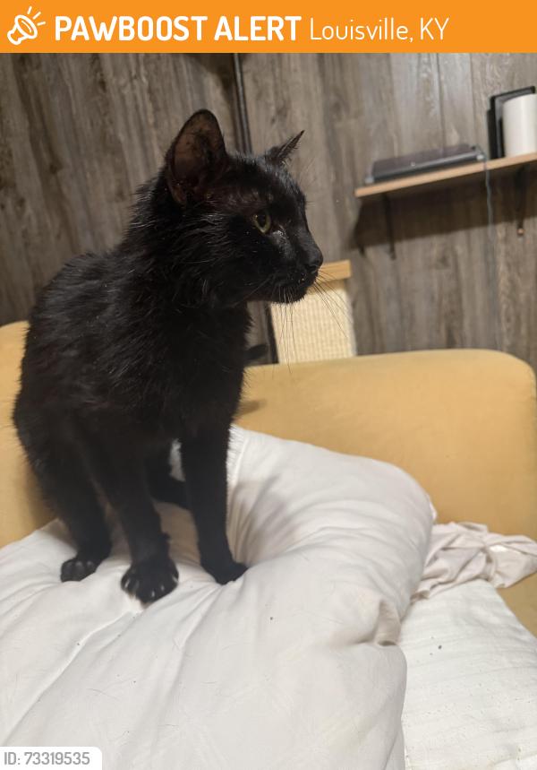 Found/Stray Male Cat last seen Shelbyville rd and old Harrods creek road, Louisville, KY 40223