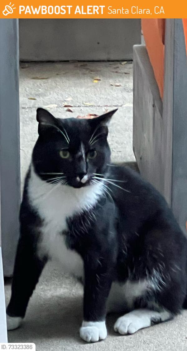 Found/Stray Unknown Cat last seen Near Tannery Way x Garret x Scott Blvd, Santa Clara, CA 95054