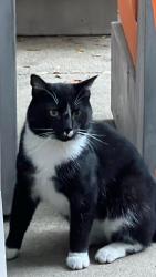 Found/Stray Unknown Cat last seen Near Tannery Way x Garret x Scott Blvd, Santa Clara, CA 95054