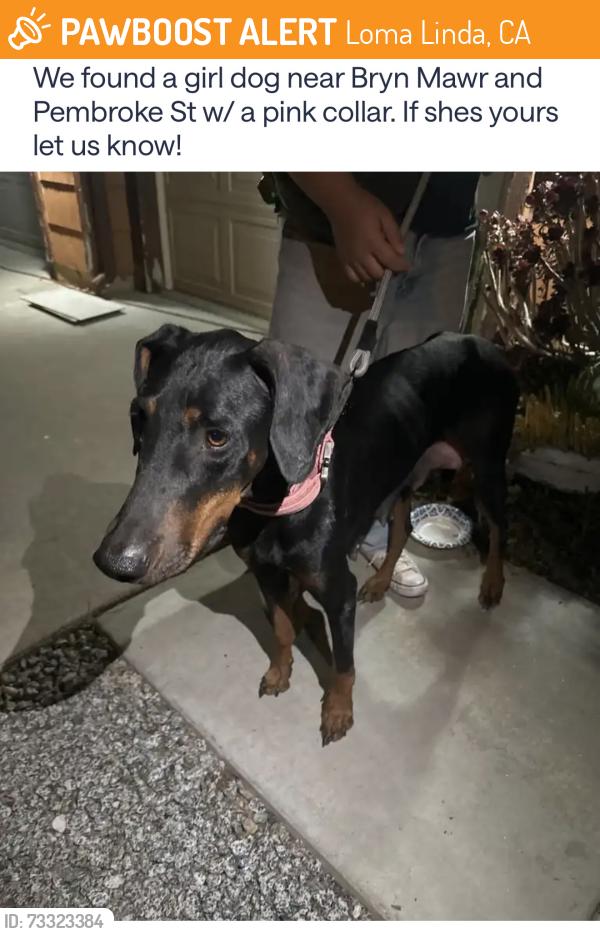 Found/Stray Female Dog last seen Bryn mawr, pembroke in Loma Linda CA, Loma Linda, CA 92354