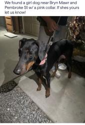 Found/Stray Female Dog last seen Bryn mawr, pembroke in Loma Linda CA, Loma Linda, CA 92354