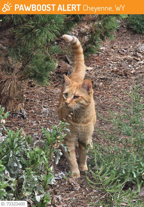 Found/Stray Unknown Cat last seen In possession, Cheyenne, WY 82001