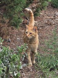 Found/Stray Unknown Cat last seen In possession, Cheyenne, WY 82001