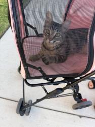 Found/Stray Male Other last seen Alps Cleburne apmts, Cleburne, TX 76031