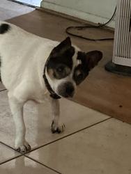 Reunited Male Dog last seen Sheoah Drive The Highlands, Winter Springs, FL 32708