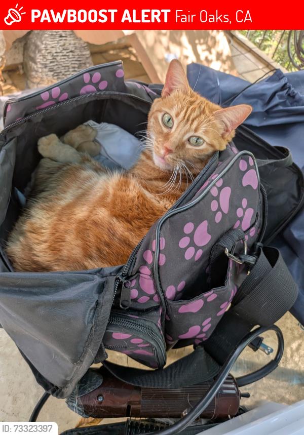 Lost Female Cat last seen Campoy ln & Minnesota Ave, Fair Oaks, CA 95628