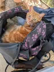 Lost Female Cat last seen Campoy ln & Minnesota Ave, Fair Oaks, CA 95628