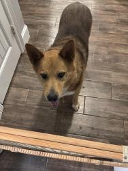 Reunited Male Dog last seen Chapel Quarters and Cabet lane, Tyler, TX 75707