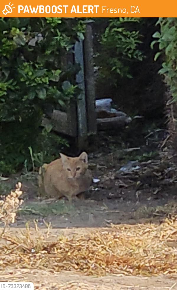 Found/Stray Unknown Cat last seen Shaw/Valentine, Fresno, CA 93711