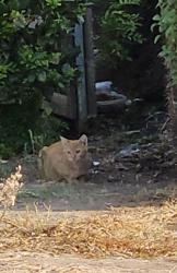 Found/Stray Unknown Cat last seen Shaw/Valentine, Fresno, CA 93711