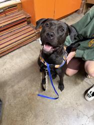 Reunited Female Dog last seen SE 136th and Holgate, Portland, OR 97236