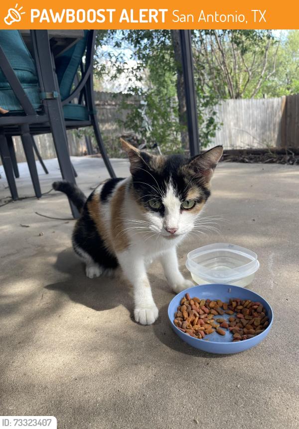 Found/Stray Female Cat last seen Independence Avenue, San Antonio, TX 78233