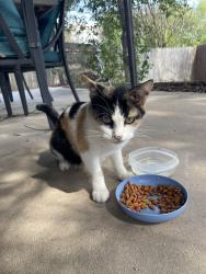 Found/Stray Female Cat last seen Independence Avenue, San Antonio, TX 78233