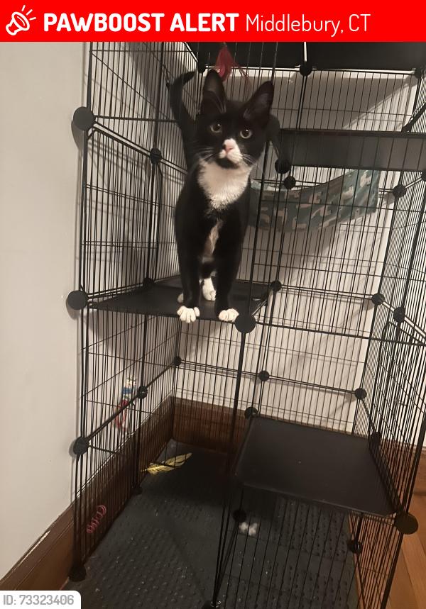 Lost Male Cat last seen Last spotted on Ring Camera at 1:36 am. Got out doggie door, Middlebury, CT 06762