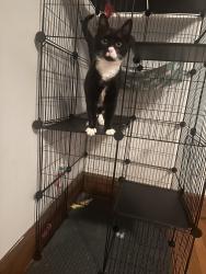 Lost Male Cat last seen Last spotted on Ring Camera at 1:36 am. Got out doggie door, Middlebury, CT 06762