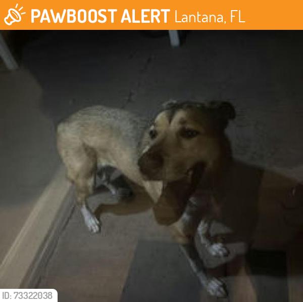Found/Stray Unknown Dog last seen S 14th street and Hypoluxo. Near a few mins away from the Wendy’s on the corner, Lantana, FL 33462