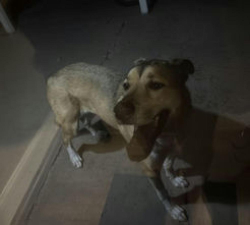 Found/Stray Unknown Dog last seen S 14th street and Hypoluxo. Near a few mins away from the Wendy’s on the corner, Lantana, FL 33462