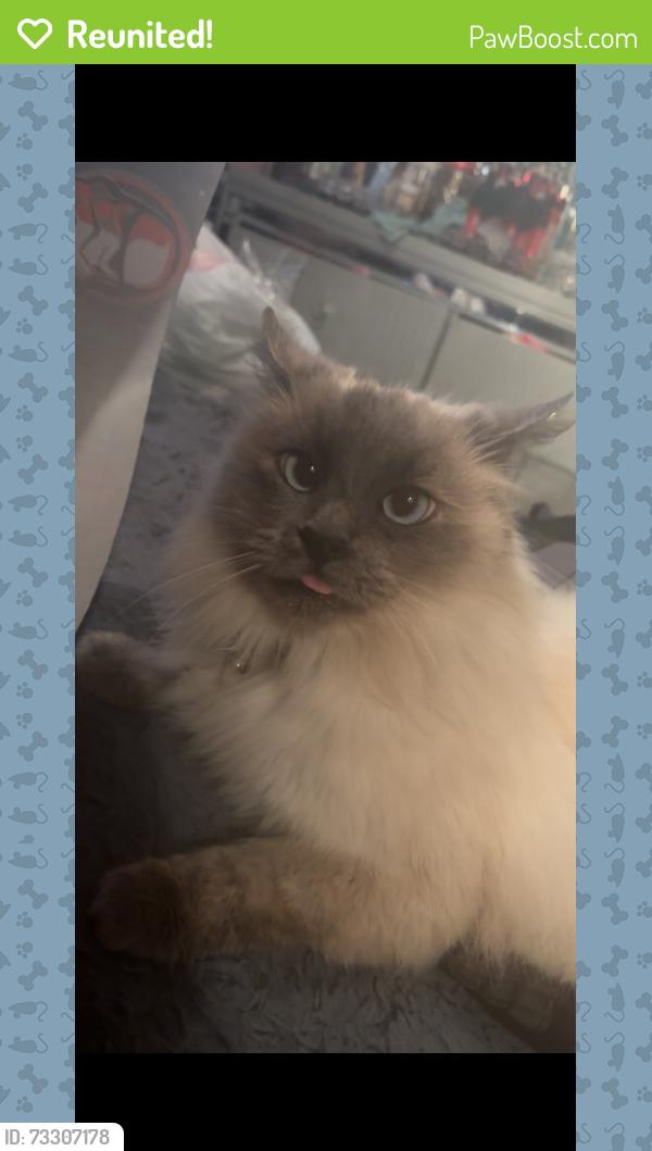 Reunited Female Cat last seen 15th and gaffey, Los Angeles, CA 90731