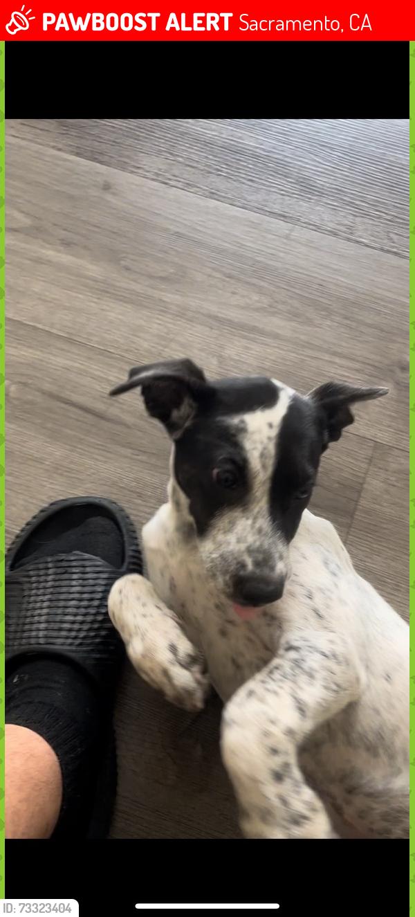 Lost Female Dog last seen Crosby way and Frienza Ave, Sacramento, CA 95815