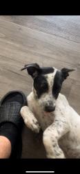 Lost Female Dog last seen Crosby way and Frienza Ave, Sacramento, CA 95815