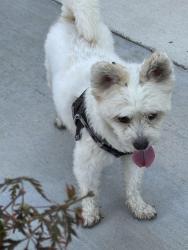 Found/Stray Male Dog last seen Birch and Mac Athure, Santa Ana, CA 92707