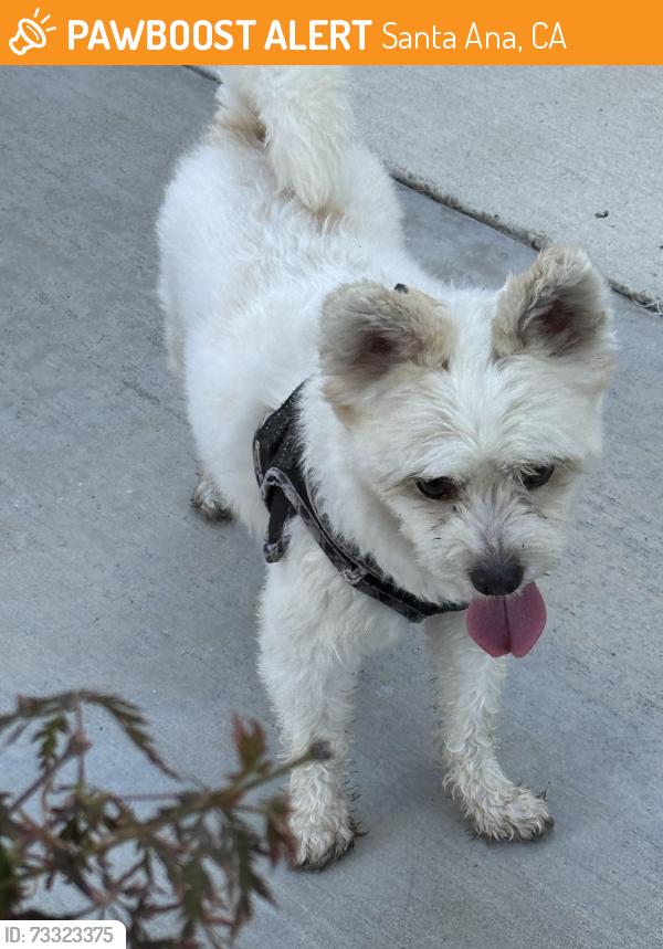 Found/Stray Male Dog last seen Birch and Mac Athure, Santa Ana, CA 92707