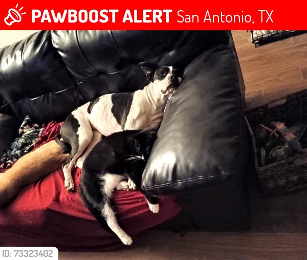 Lost Female Dog last seen Hamilton place apmts, San Antonio, TX 78213