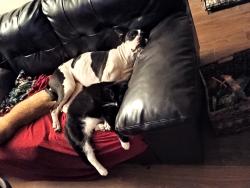 Lost Female Dog last seen Hamilton place apmts, San Antonio, TX 78213