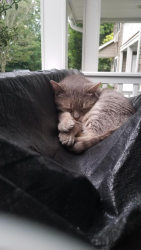 Found/Stray Male Cat last seen Bayport, Fairfield courtyard, Gillett Ave,/Montauk Hwy, Bayport, NY 11705