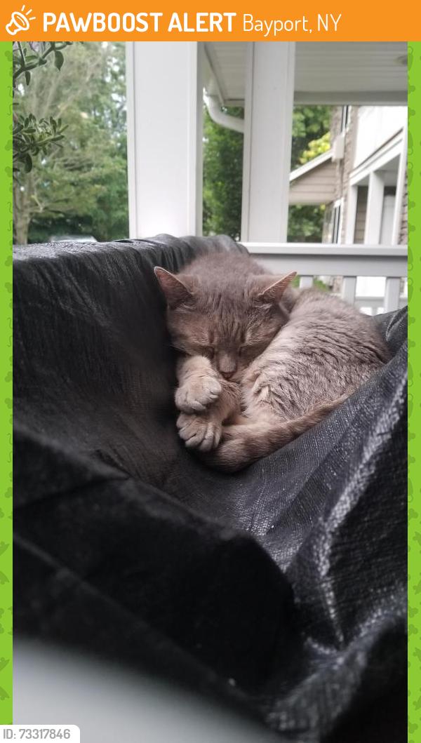 Found/Stray Male Cat last seen Bayport, Fairfield courtyard, Gillett Ave,/Montauk Hwy, Bayport, NY 11705