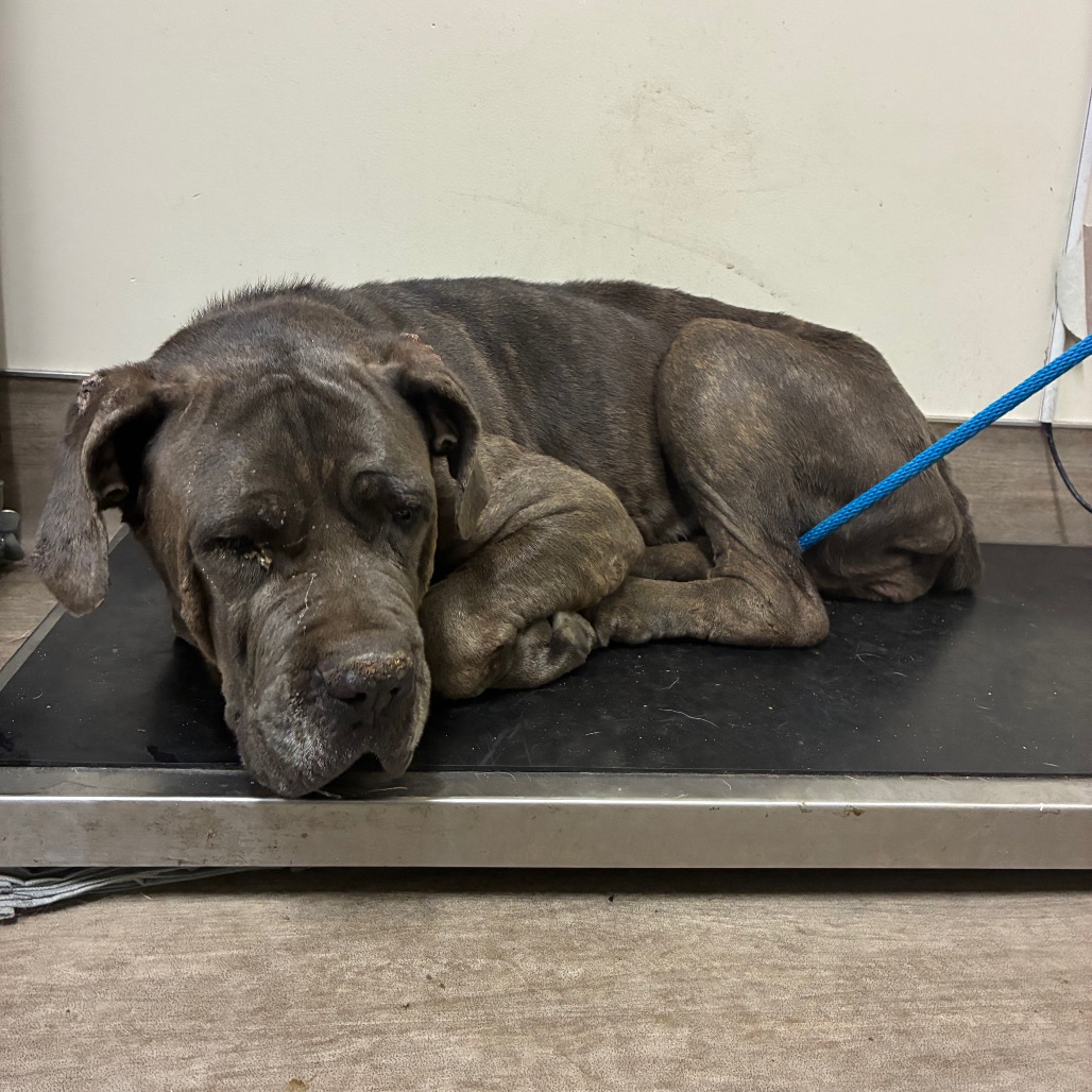 Shelter Stray Female Dog last seen , 361 S Raymond Ave, Pasadena, CA 91105, USA
